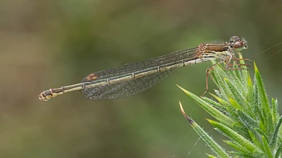 Ceriagrion tenellum female melanogastrum-.jpg